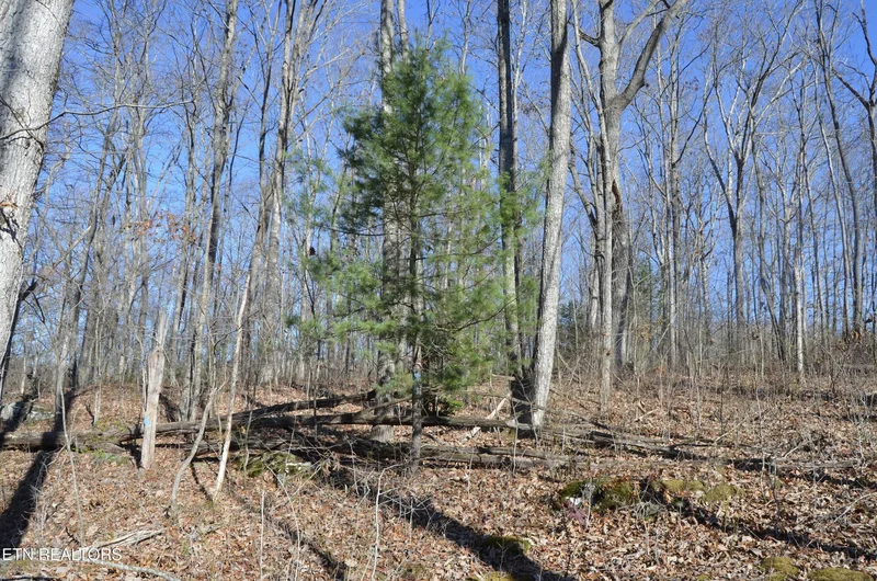 Sparta Hwy 63.3 Acres, Crossville, TN 38555, Crossville, Tennessee, United States. - Photo 46