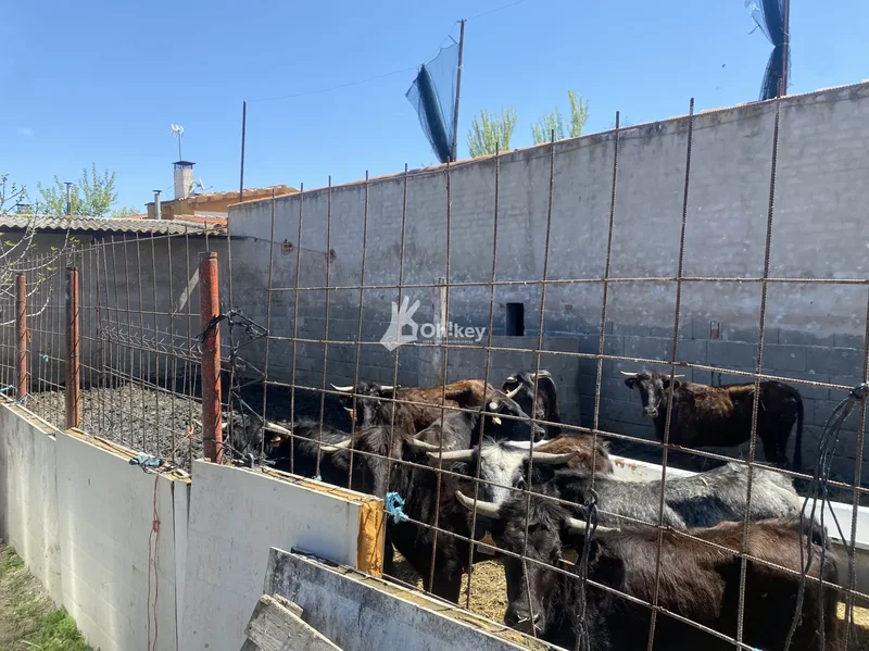 Avenida de los Cisneros, 18, Yeles, Castile-La Mancha, Spain. - Photo 124