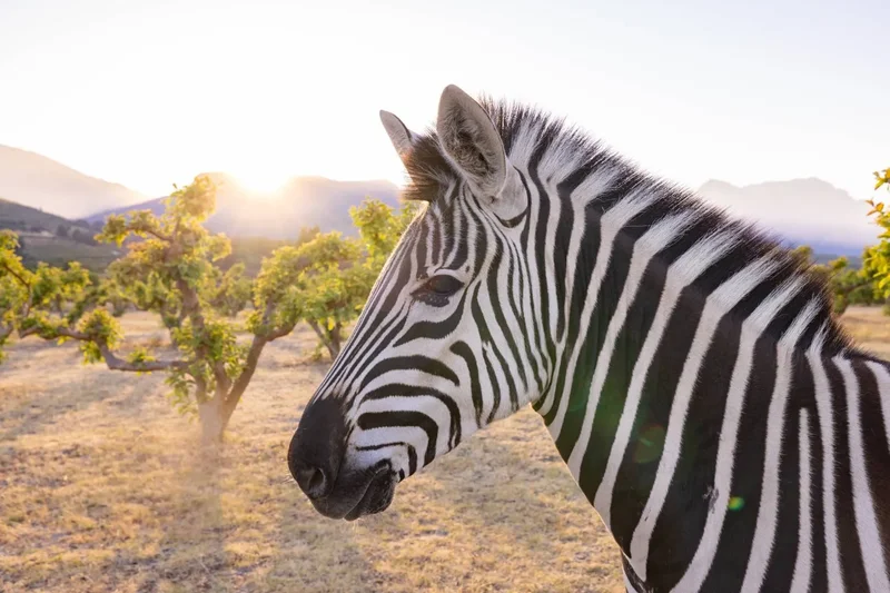 Paarl, Western Cape, South Africa. - Photo 6
