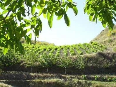 Zona metropolitana, Monachil, GRANADA, Monachil, Monachil, Andalusia, Spain. - Photo 12