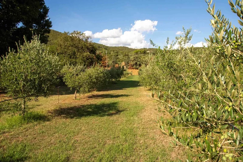 Passignano sul Trasimeno, Umbria, Italy. - Photo 9
