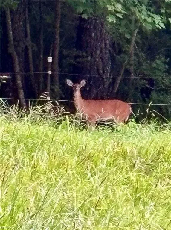 1641 Shillelagh Road, Chesapeake, Virginia, United States. - Photo 42