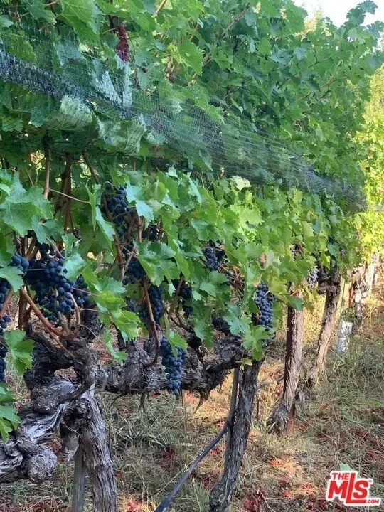 351 Wall Road, Napa, California, United States. - Photo 52