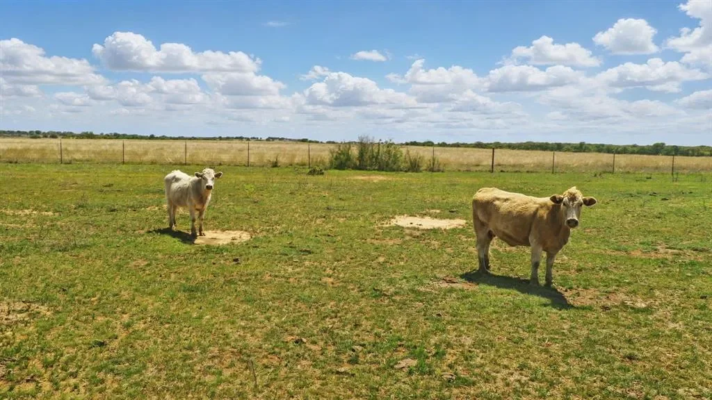 1359 County Road 195, Gorman, TX 76454, Comanche, Texas, United States. - Photo 3