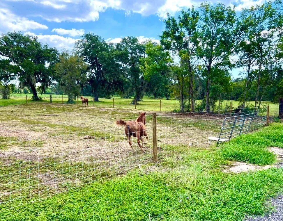4239 CR 348, Brazoria, TX 77422, Brazoria, Texas, United States. - Photo 2
