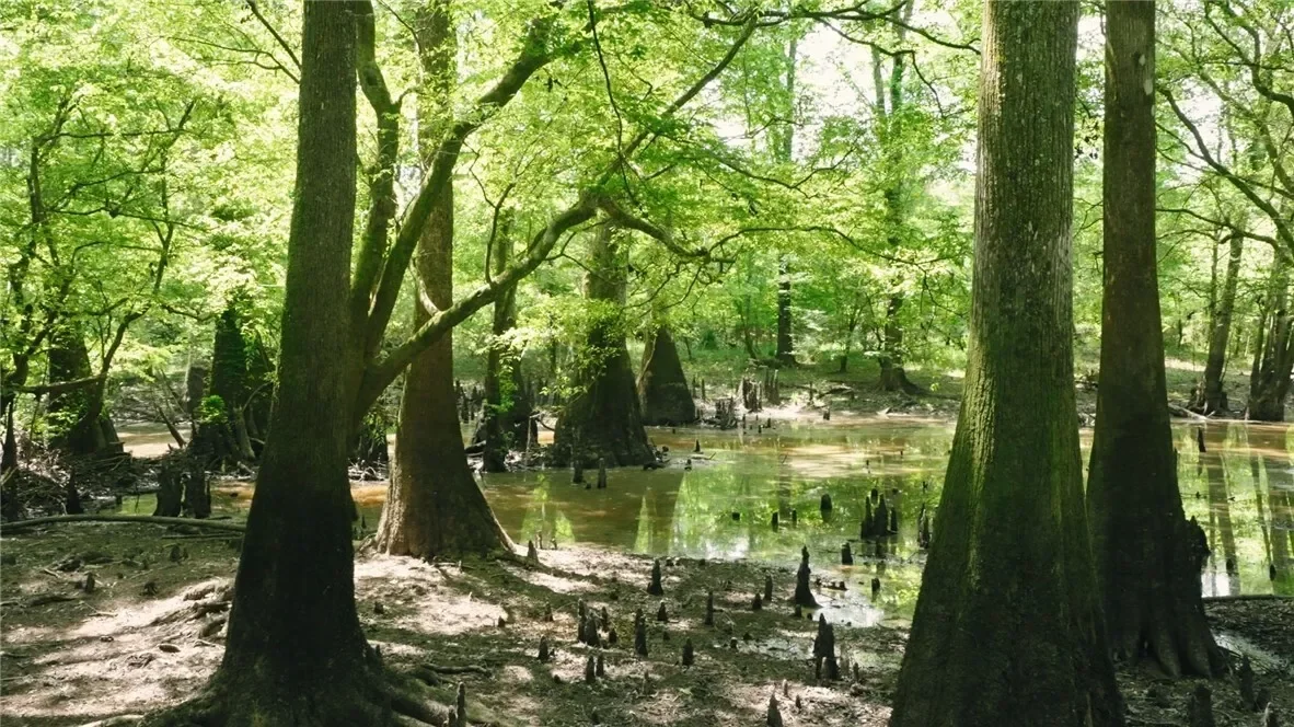 0 East River Road, Other, GA 31544, Jacksonville, Georgia, United States. - Photo 13