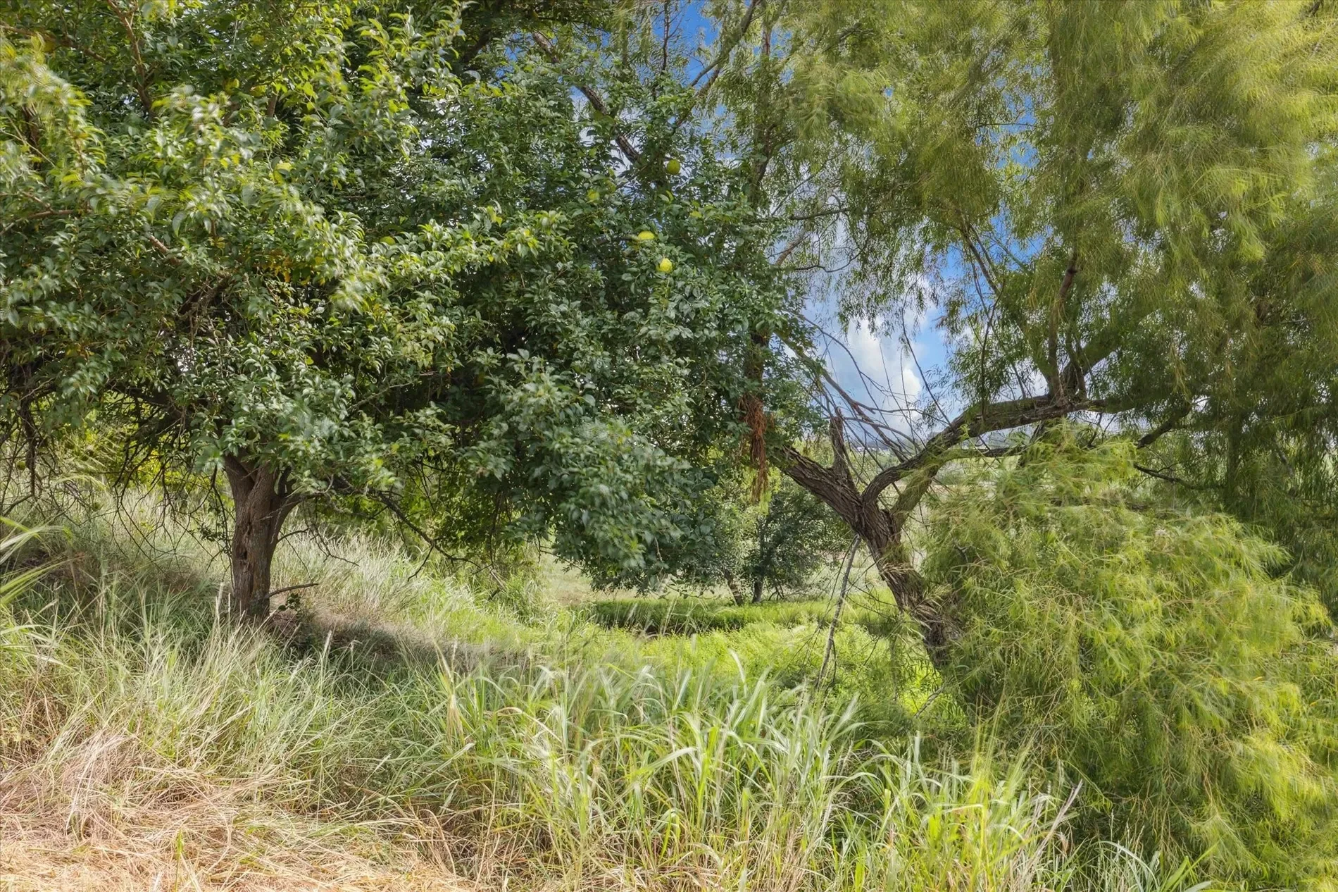 230 Vineyard View Trail Lot 24, Carmine, TX 78932, Carmine, Texas, United States. - Photo 9