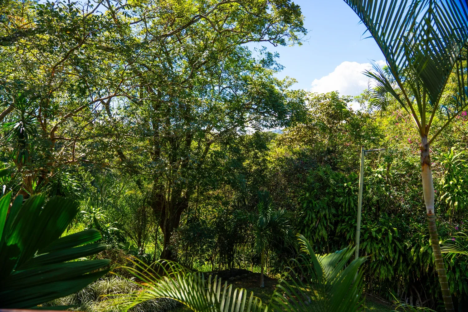 Alajuela Province, Atenas, Costa Rica, Atenas, Alajuela Province, Costa Rica. - Photo 68