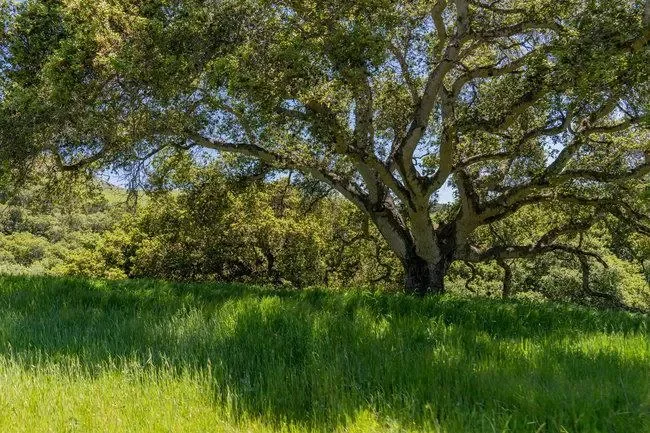 100 Old Stage Rd, San Juan Bautista, California, United States. - Photo 26