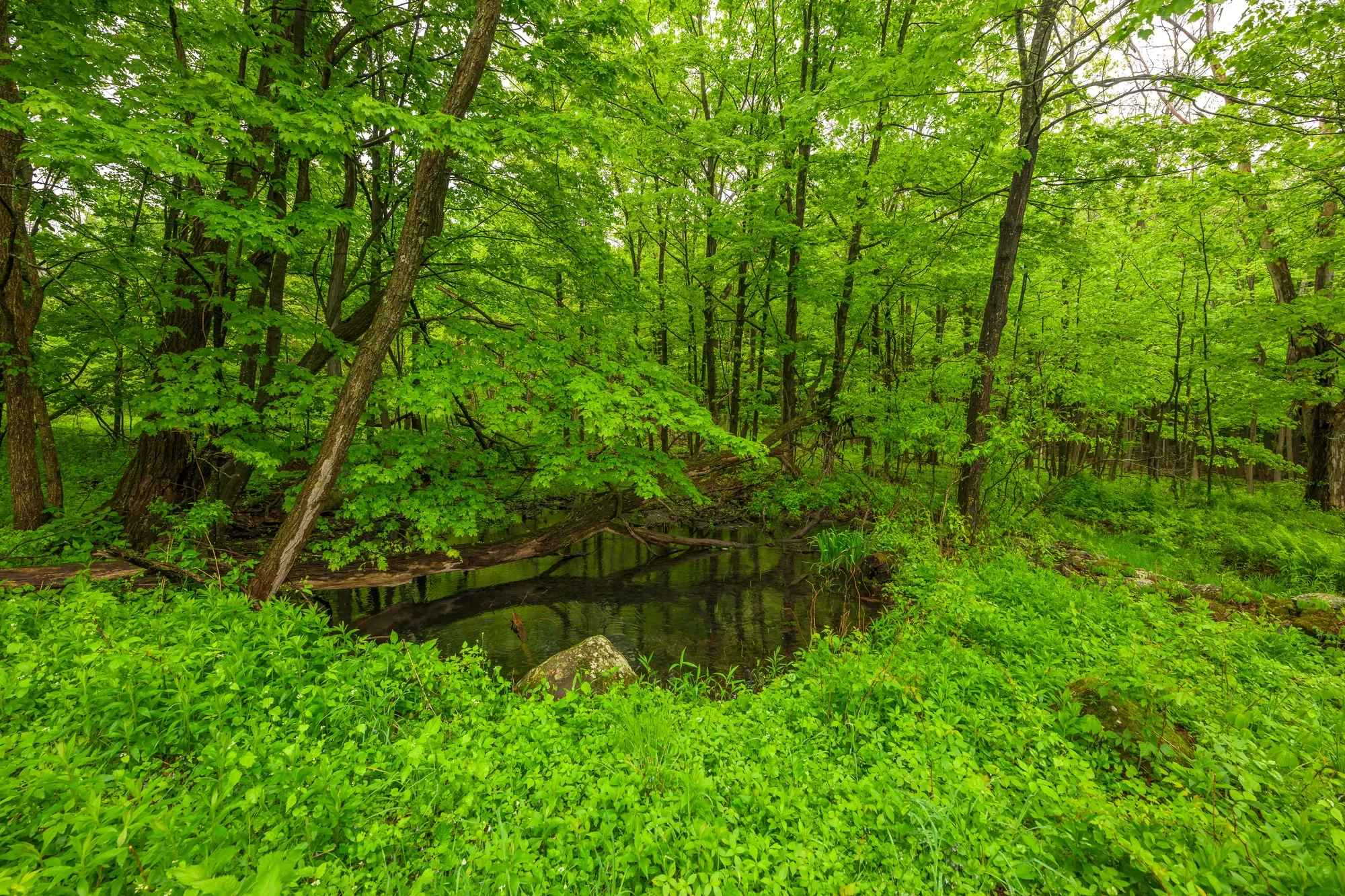 1250 County Route 351 , Rensselaerville, NY 12147, Rensselaerville, New York, United States. - Photo 20