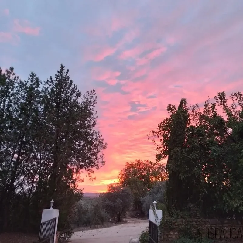 Carretera Peñaflor, 41440, Lora del Río, Sevilla, Lora del Río, Penaflor, Andalusia, Spain. - Photo 50