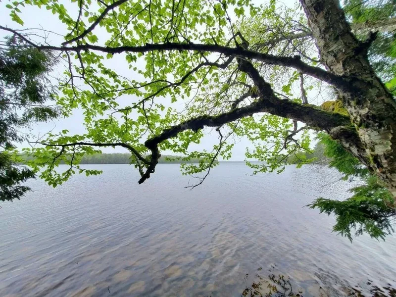 0 Blackcat Pt Drive, Princeton, ME 04668, Princeton, Maine, United States. - Photo 40