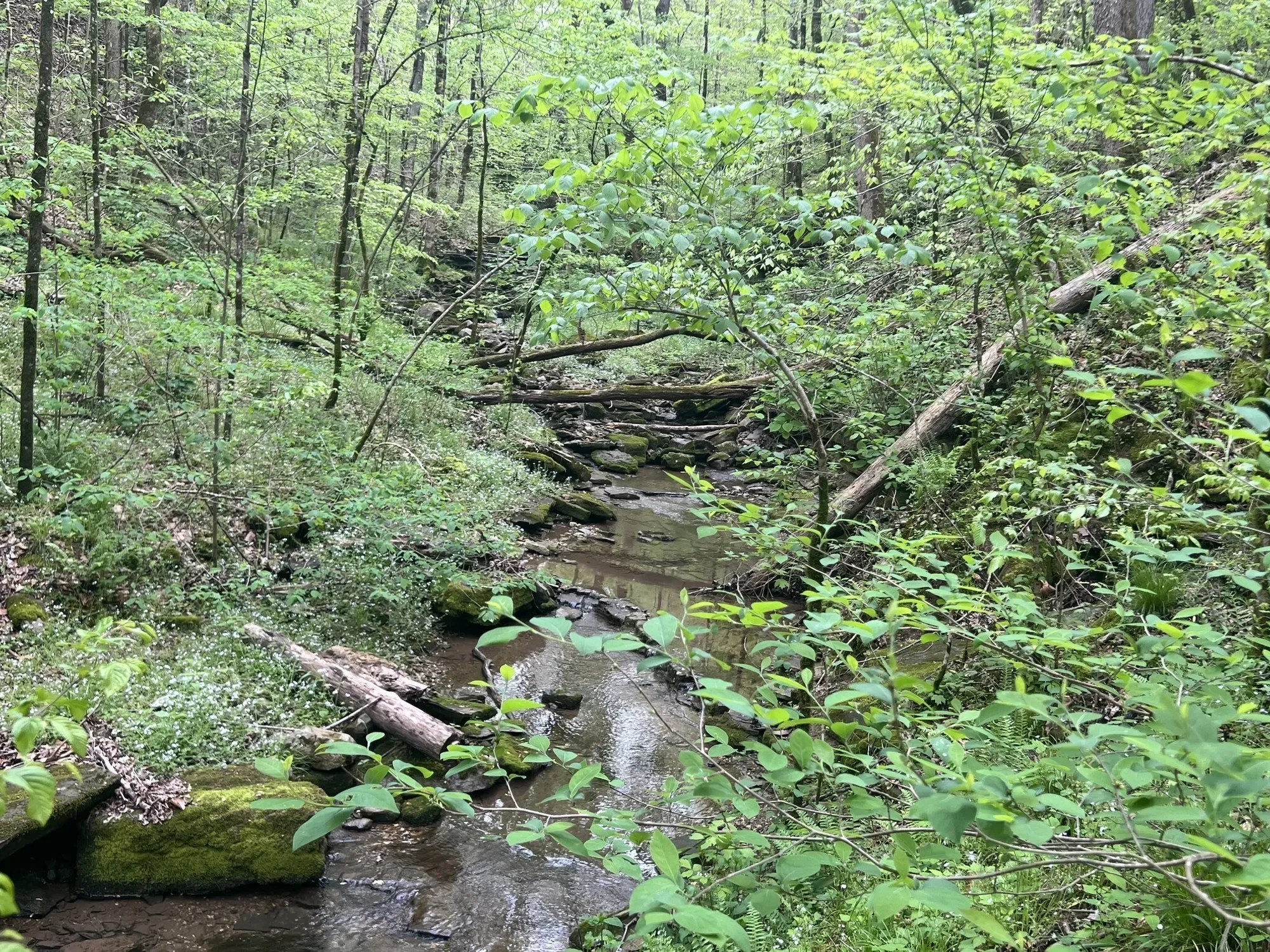 0 Huff Hollow Rd , Granville, TN 38564, Granville, Tennessee, United States. - Photo 14