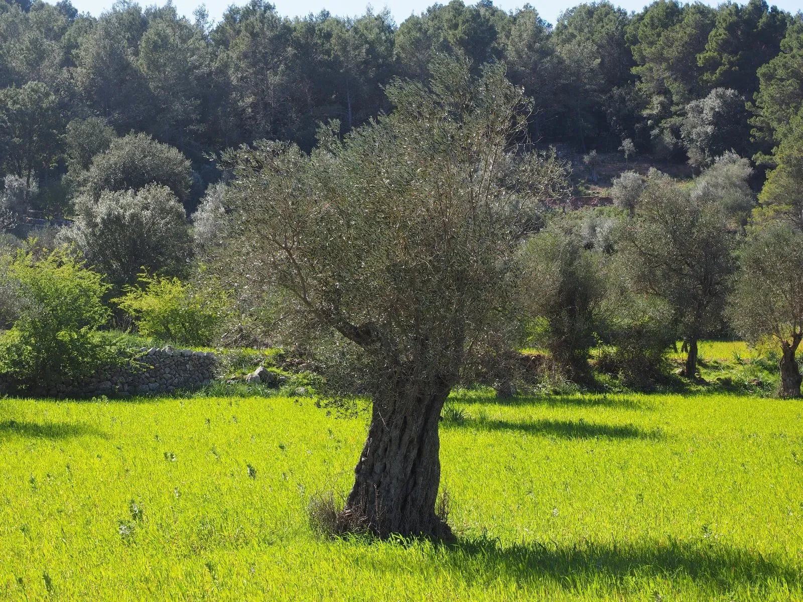 GALILEA, Puigpunyent, Baleares, Puigpunyent, Puigpunyent, Balearic Islands, Spain. - Photo 16