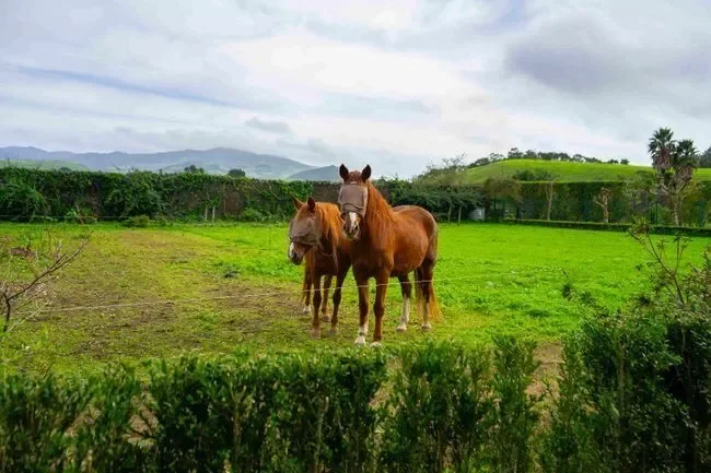 9600 Rabo de Peixe, Portugal, Rabo de Peixe, Azores, Portugal. - Photo 13