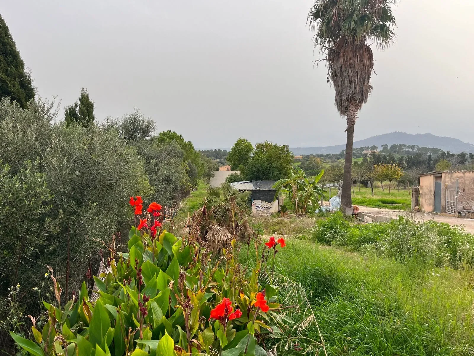 Moscari, Baleares, Moscari, Selva, Balearic Islands, Spain. - Photo 32