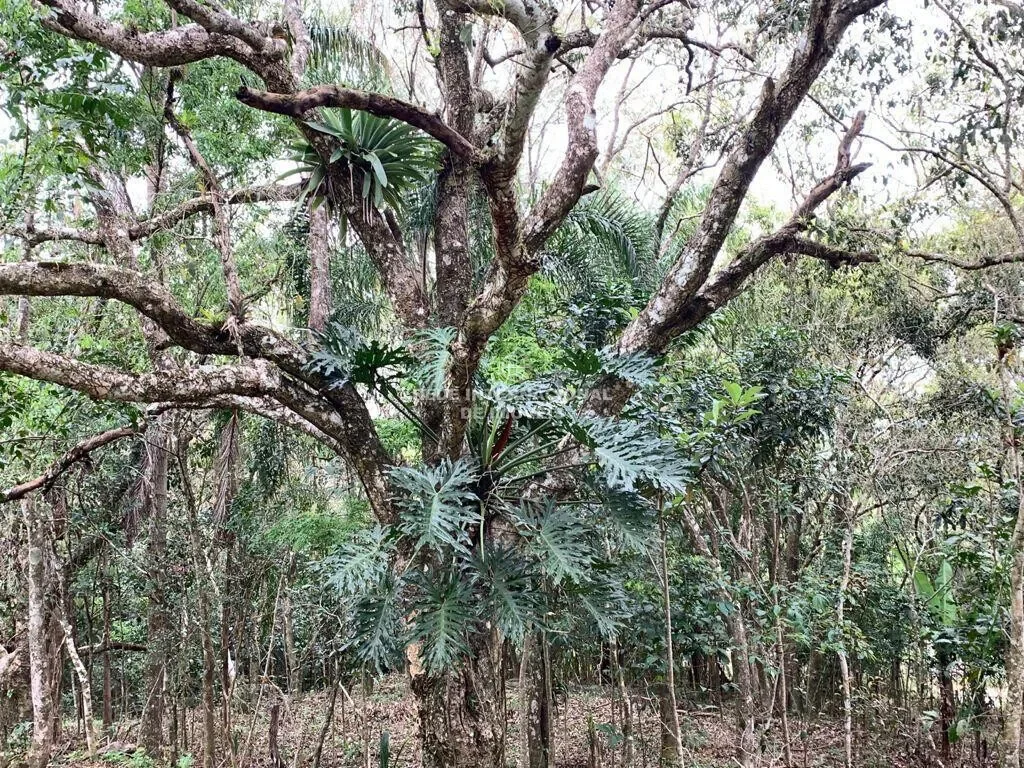 Garopaba, State of Santa Catarina, Brazil. - Photo 24