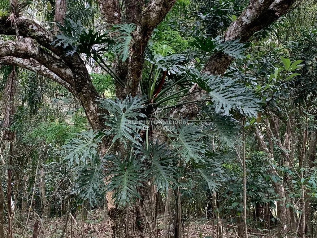 Garopaba, State of Santa Catarina, Brazil. - Photo 20