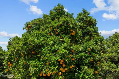 Thumbnail 36