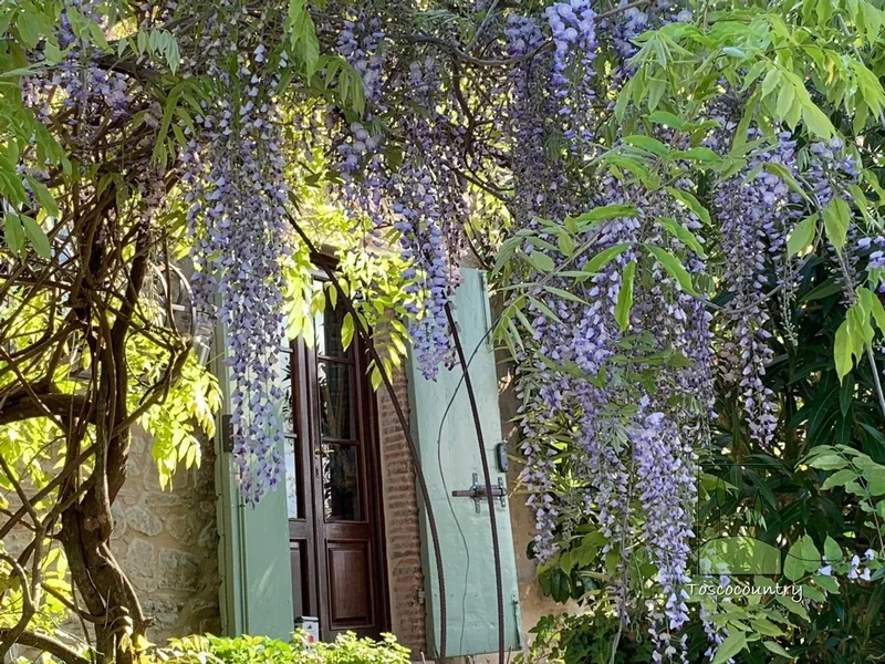pradalino, Tuscany, Italy. - Photo 9