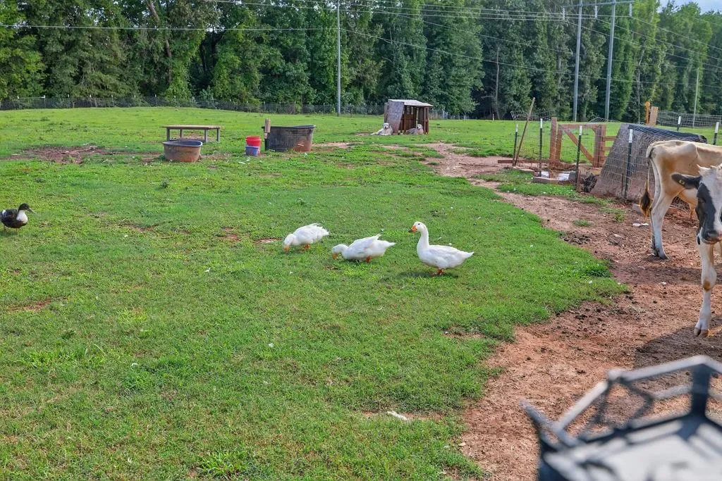 267 Bear Creek Meadows Drive, Bogart, Georgia, United States. - Photo 40
