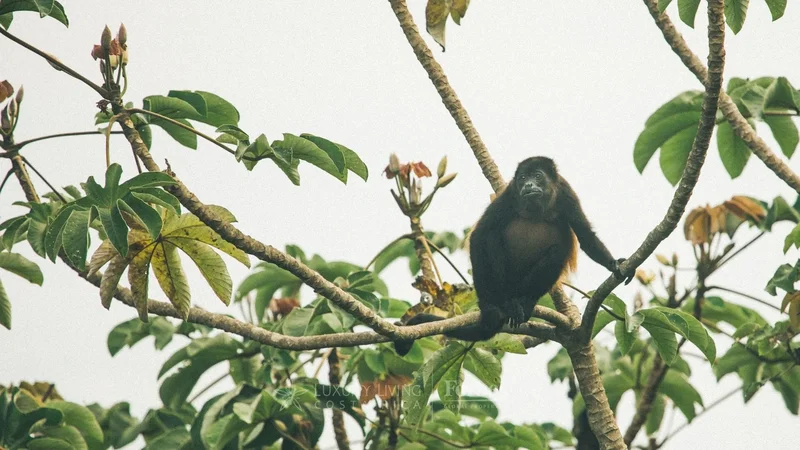 Cabo Velas, Guanacaste Province, Costa Rica. - Photo 15