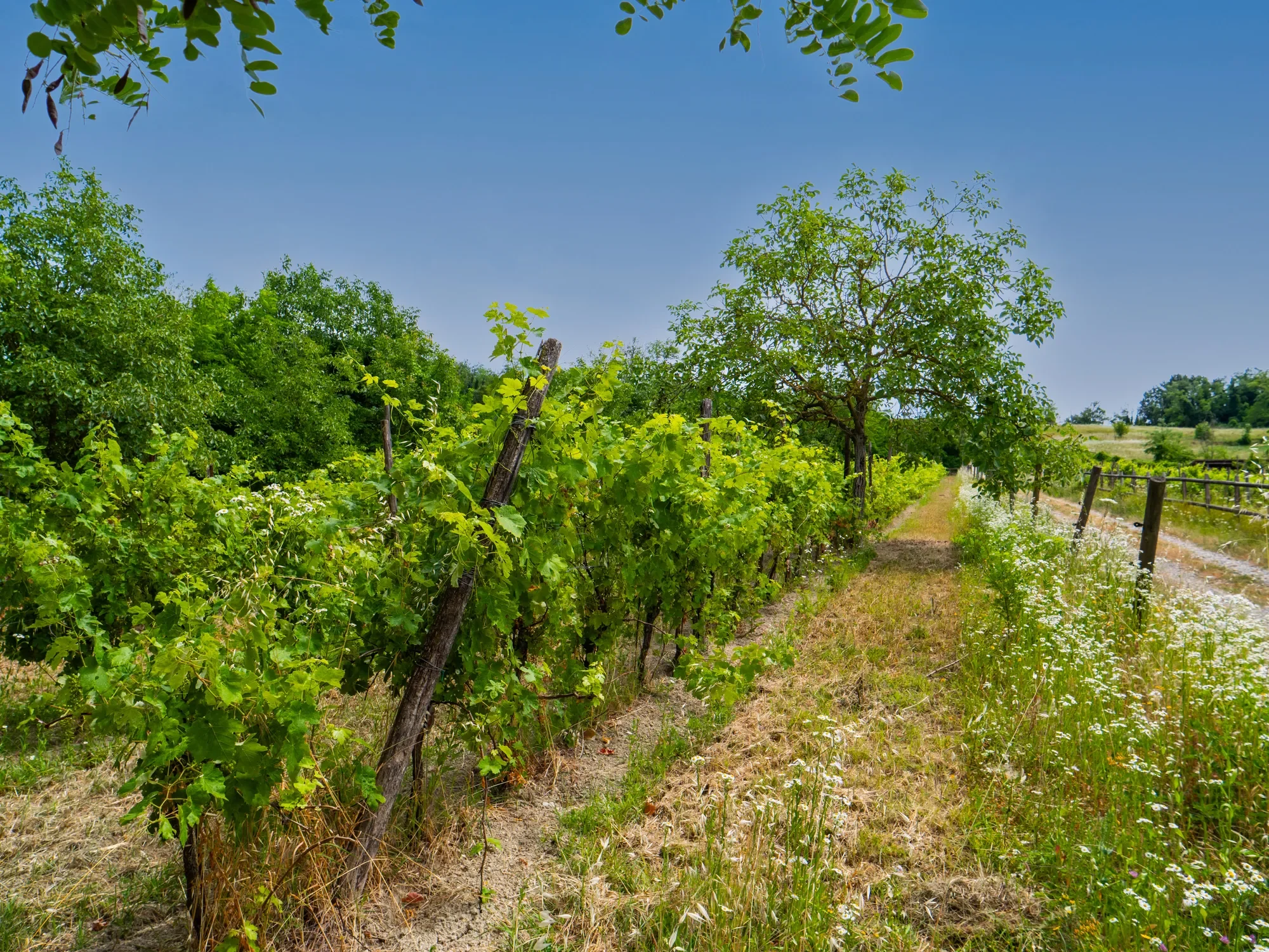 15051 Carezzano AL, Italy, Carezzano Superiore, Piedmont, Italy. - Photo 16