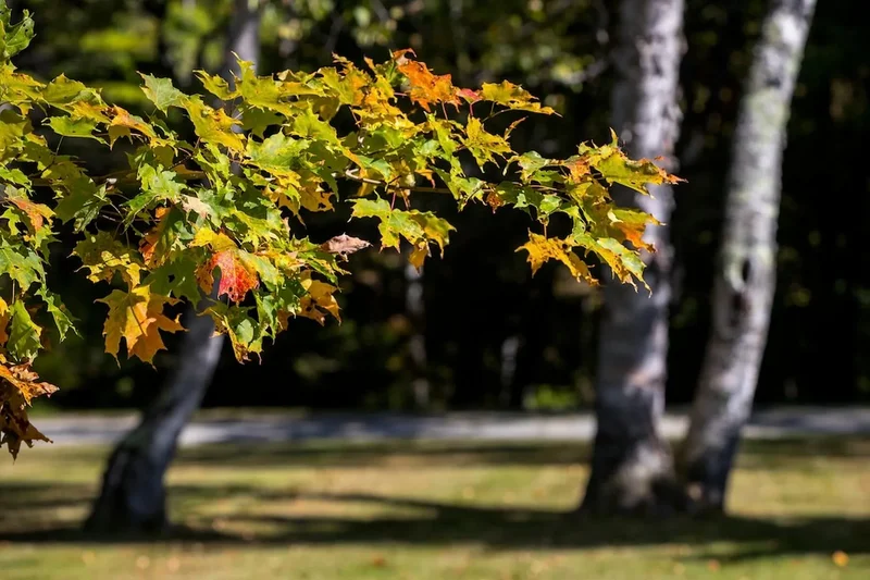 24 Vt Route 11, Landgrove, VT 05148, Peru, Vermont, United States. - Photo 49