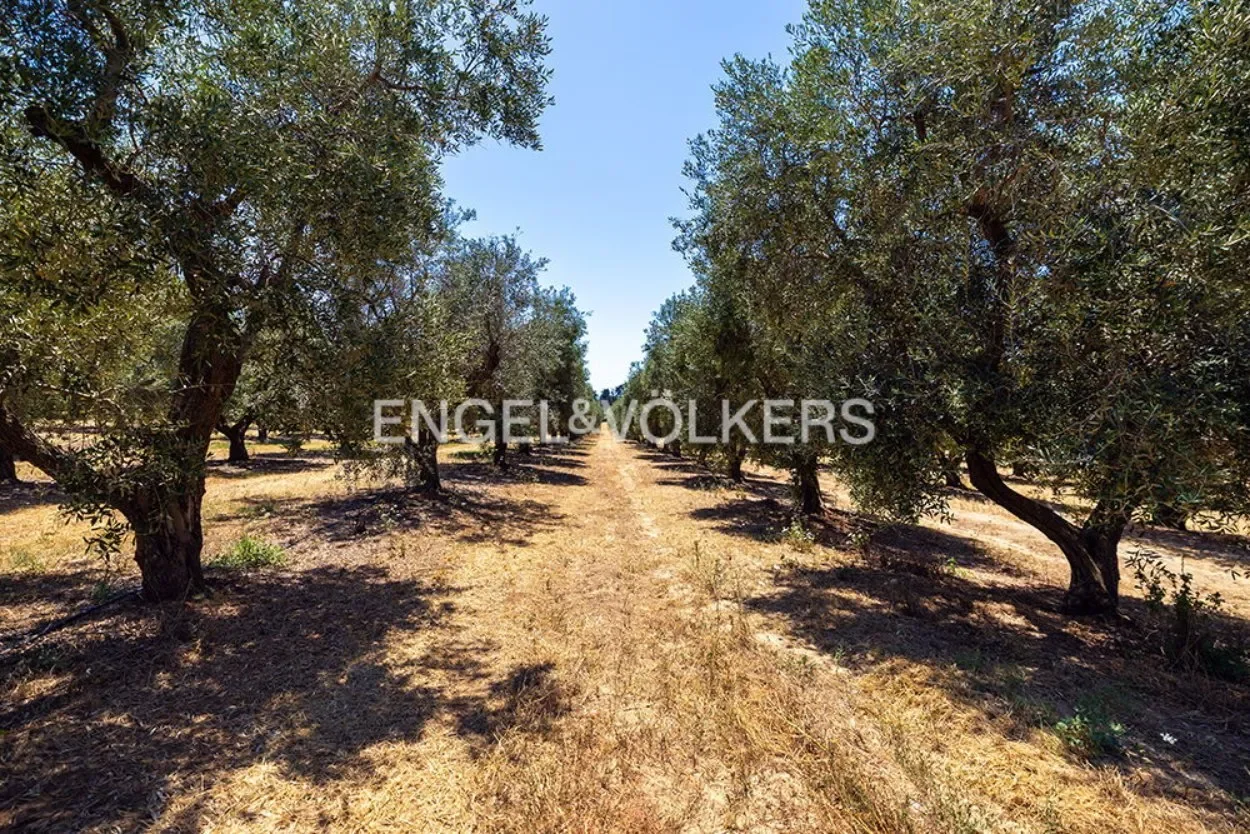 Strada vicinale Monte d'Elia, 8, 73011 Alezio LE, Italy, Apulia, Italy. - Photo 6