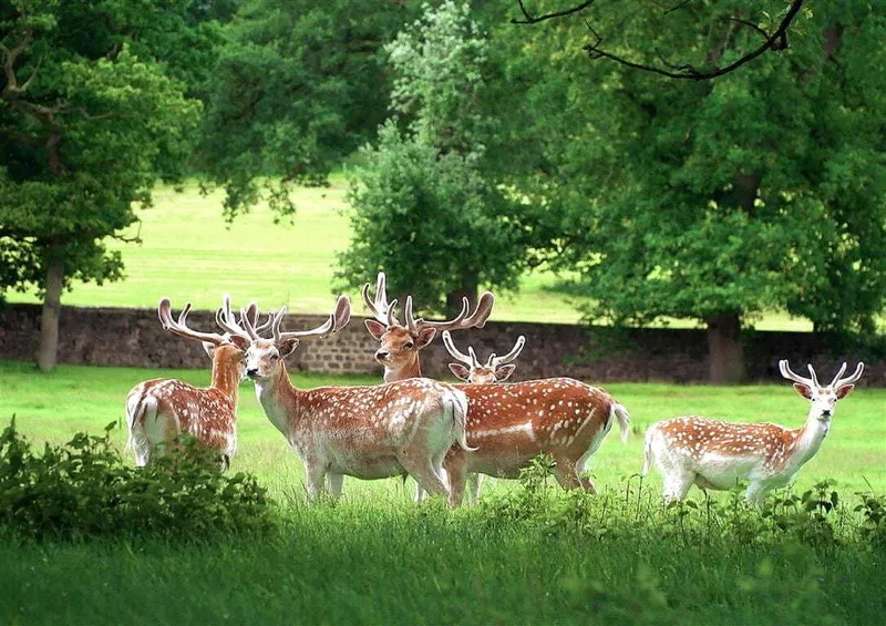 Ripley Castle, Ripley, England, United Kingdom. - Photo 32