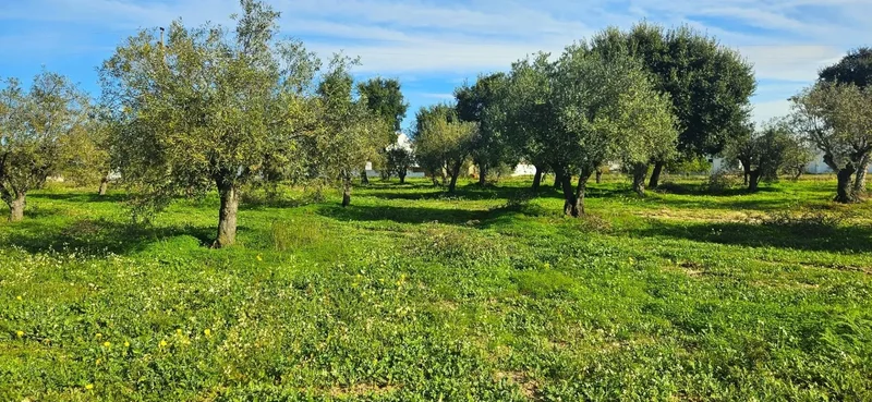 Melides, Grândola, Setúbal, Grândola, Melides, Setubal, Portugal. - Photo 6