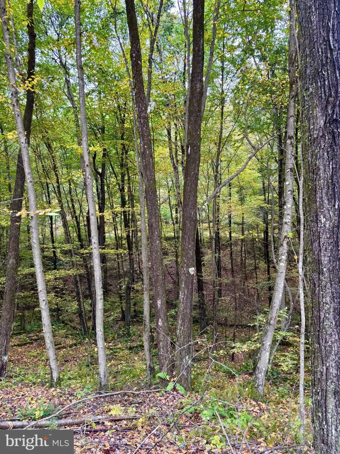 6 BEECH CREEK MOUNTAIN RD ROAD, BEECH CREEK, PA 16822, Monument, Pennsylvania, United States. - Photo 16