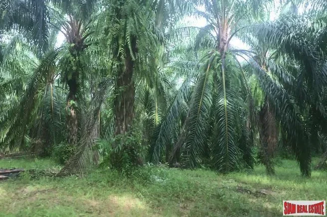 Phang Nga,, Takdat, Phang-nga, Thailand. - Photo 1