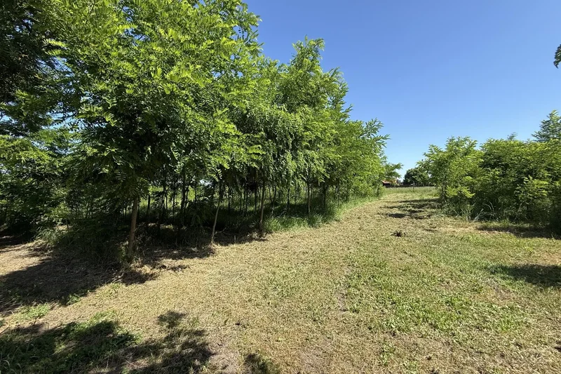 Bilje, Osijek-Baranja, Bilje, Osijek-Baranja County, Croatia. - Photo 16