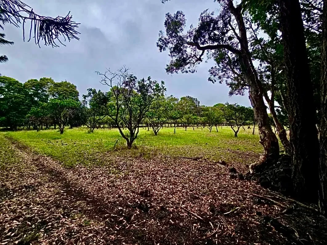 Farm And Agriculture Naalehu