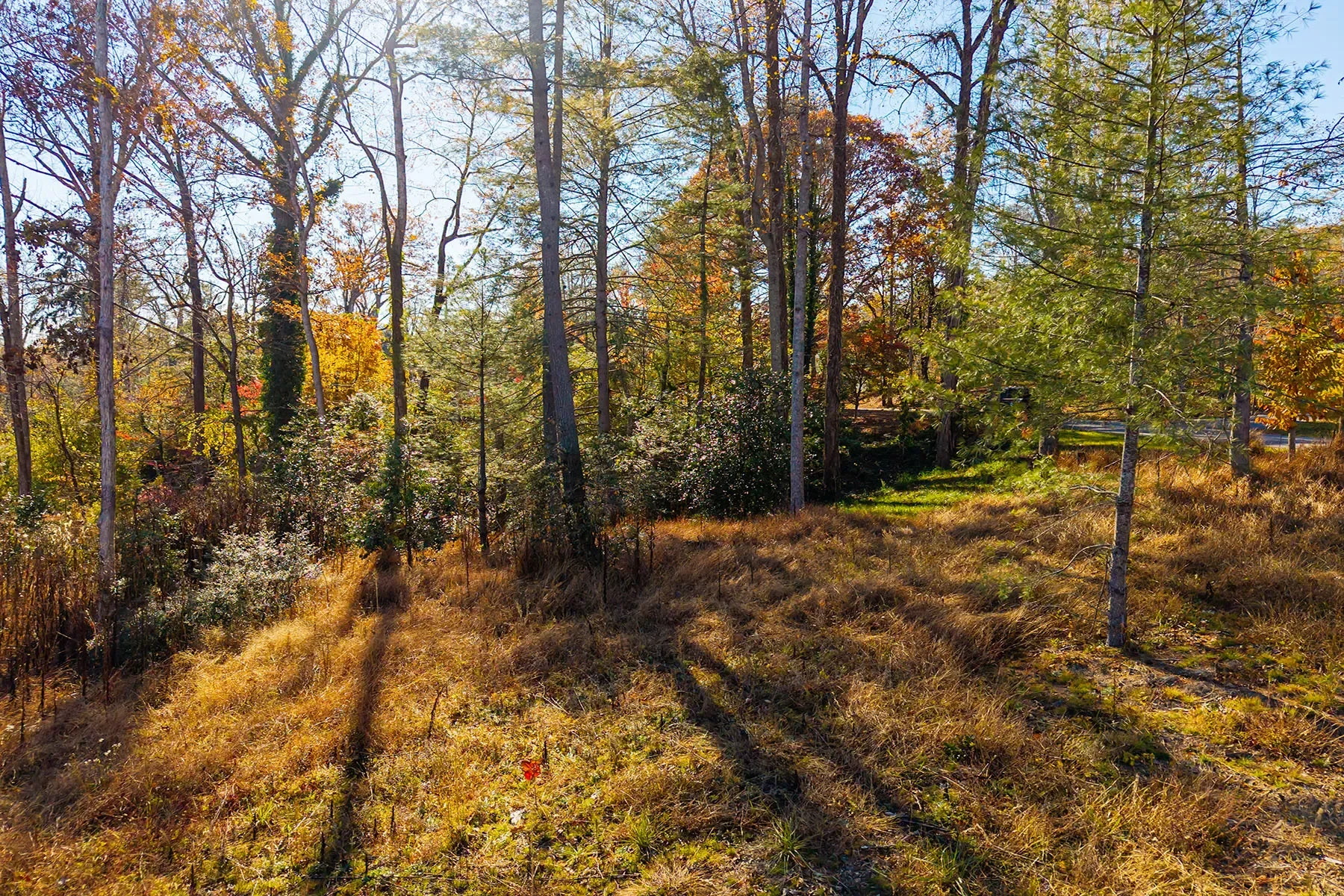 50 Forest Road, Asheville, NC 28803, Asheville, North Carolina, United States. - Photo 12