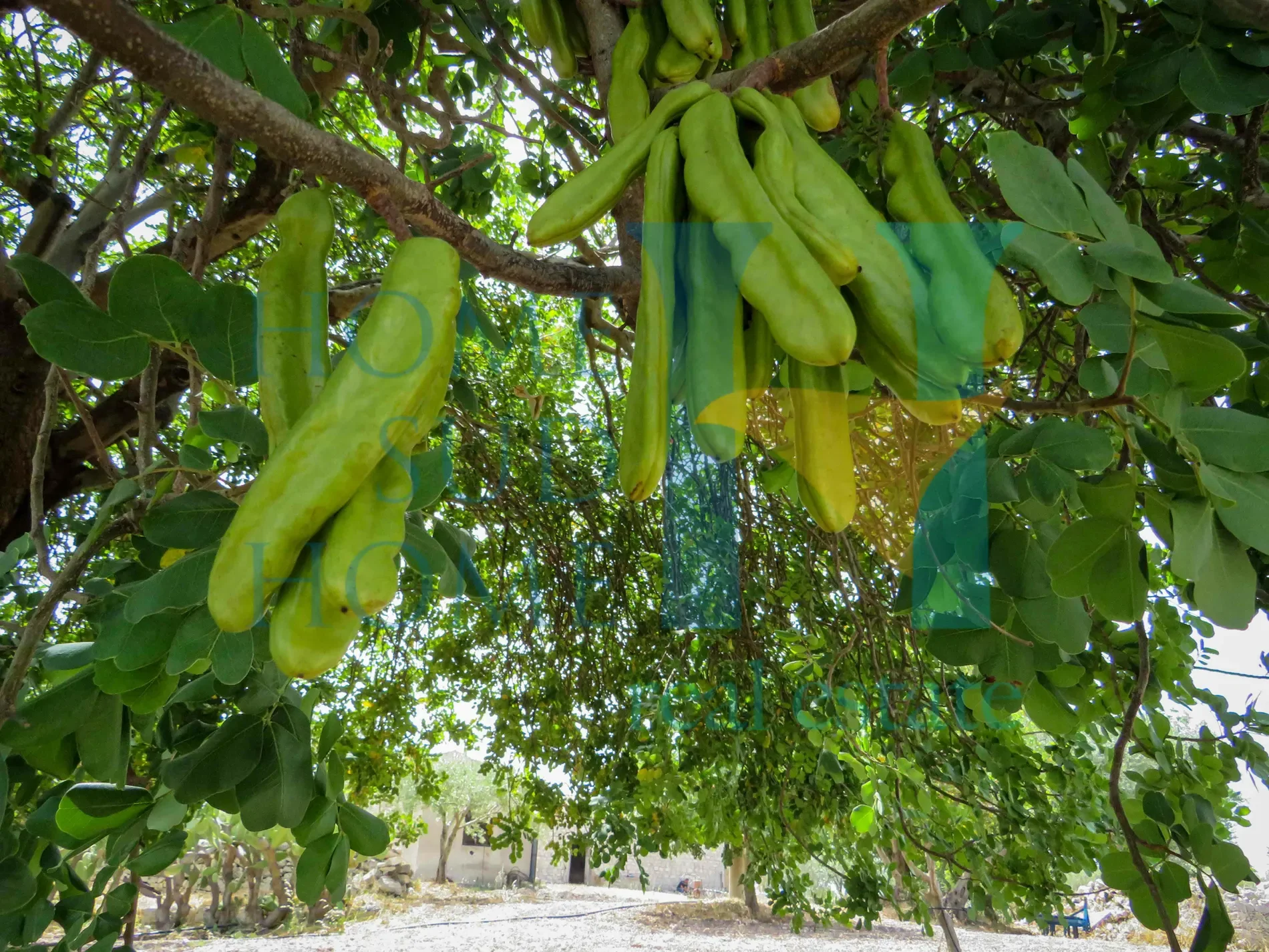 96019 Rosolini, Province of Syracuse, Italy, Rosolini, Sicily, Italy. - Photo 12