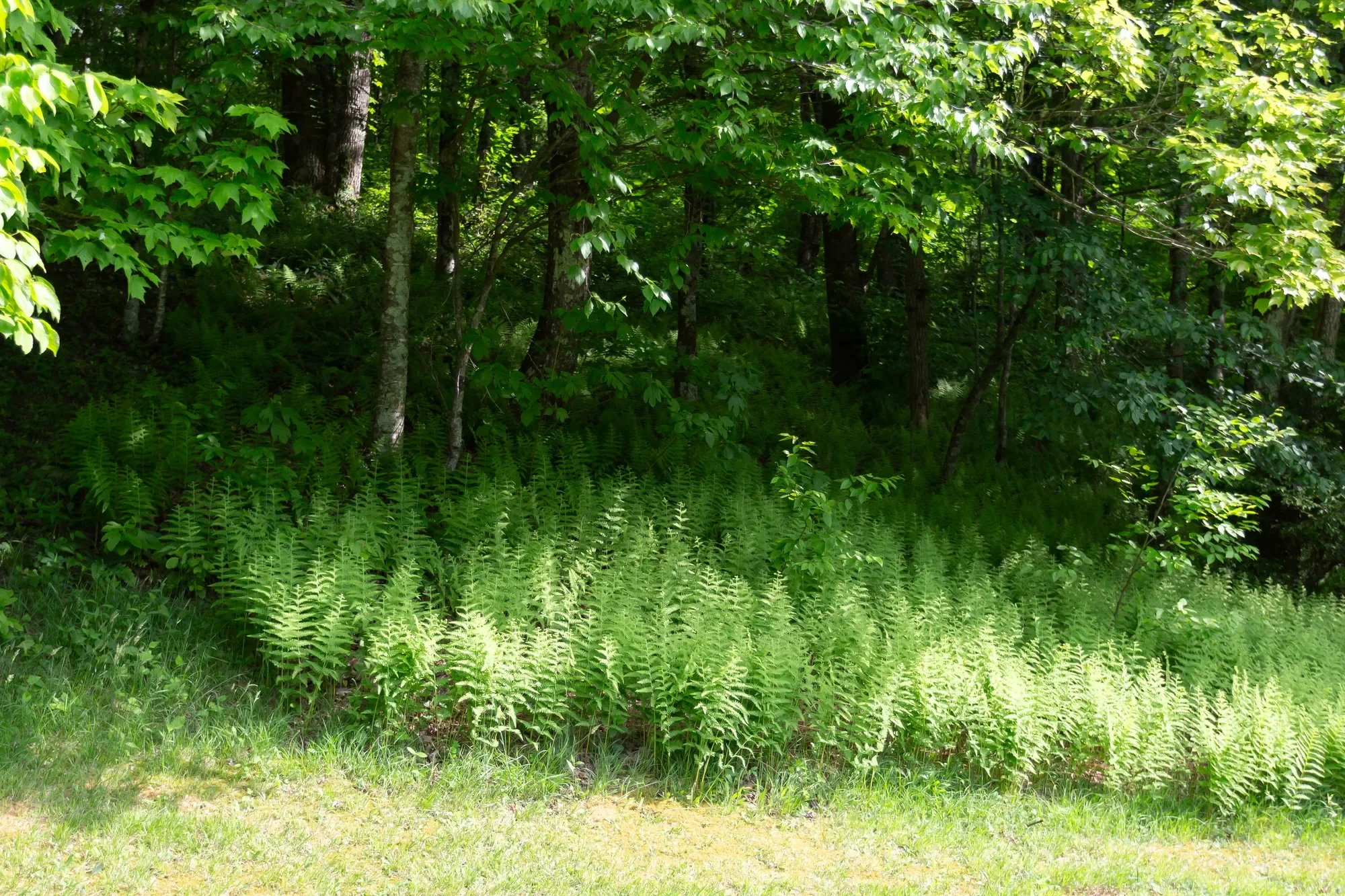 170 & 174 Sarvisberry Ln SW, Floyd, VA 24091, Floyd, Virginia, United States. - Photo 71