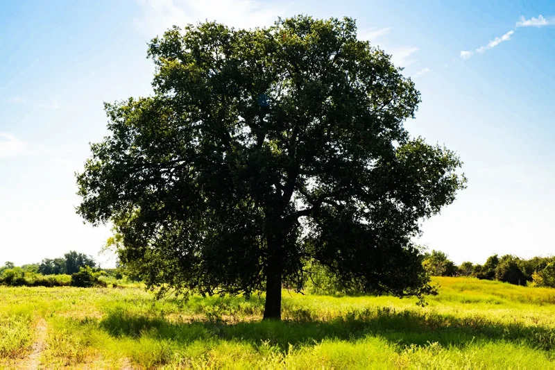 350 CR 194, Comanche, TX 76442, Comanche, TX, United States. - Photo 33