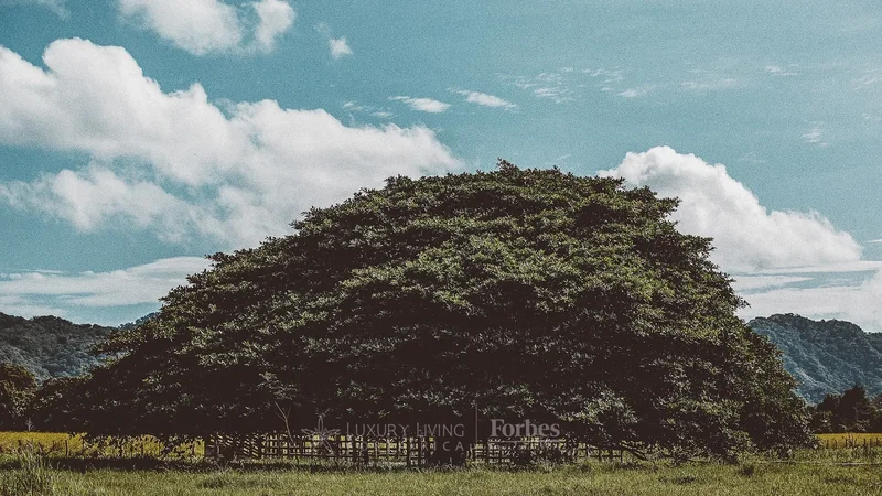 Cabo Velas, Guanacaste Province, Costa Rica. - Photo 14