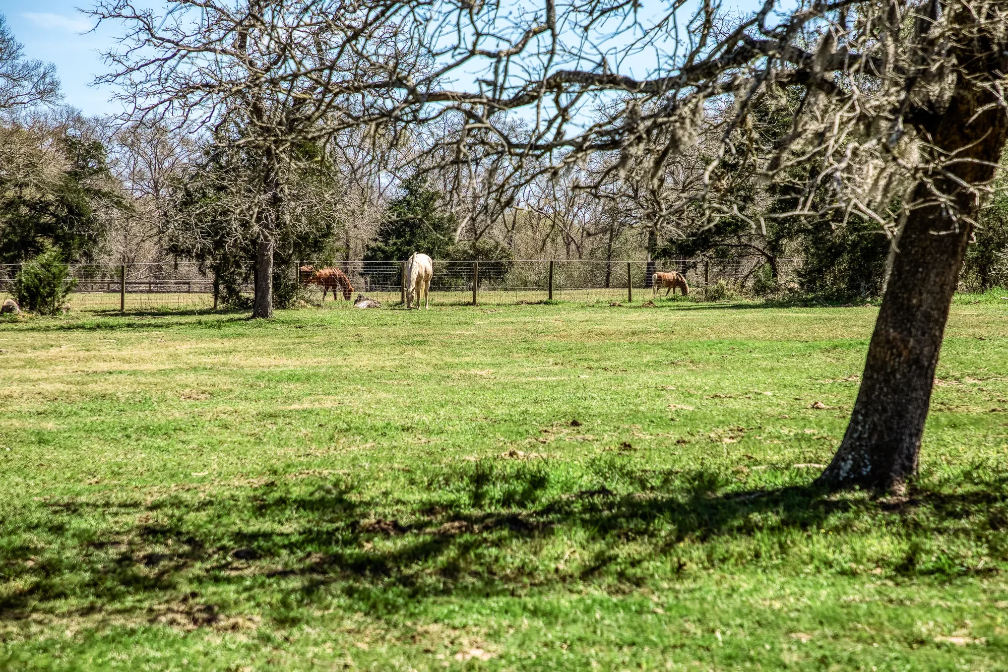 17677 Tranquil Ln , Cat Spring, TX 78933, Cat Spring, Texas, United States. - Photo 22