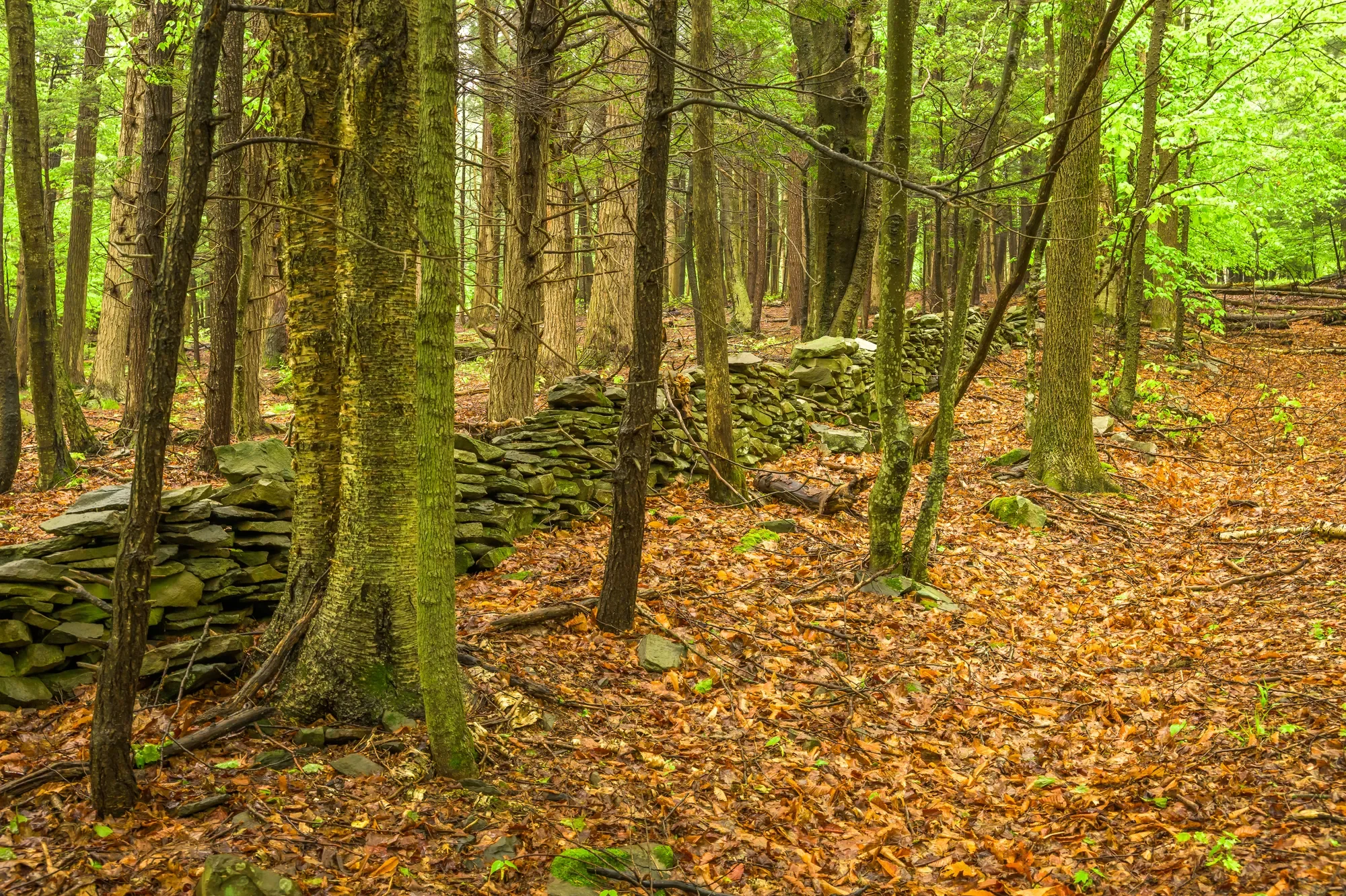 1250 County Route 351 , Rensselaerville, NY 12147, Rensselaerville, New York, United States. - Photo 24