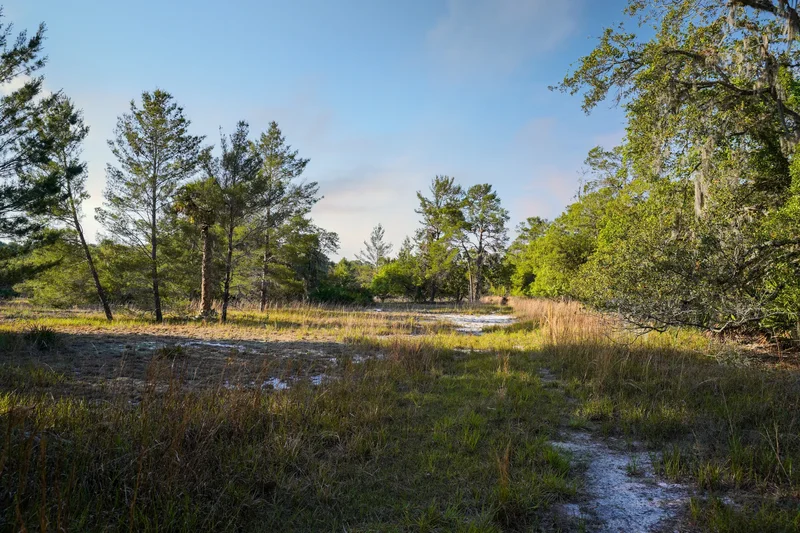 356 Drayton Island Rd , Georgetown, FL 32139, Georgetown, Florida, United States. - Photo 28