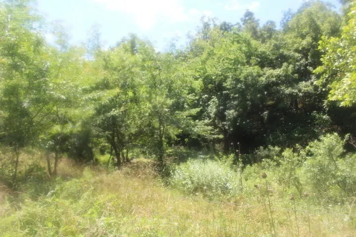 3176 S 170th Road, Polk, MO 65727, Bolivar, Missouri, United States. - Photo 46