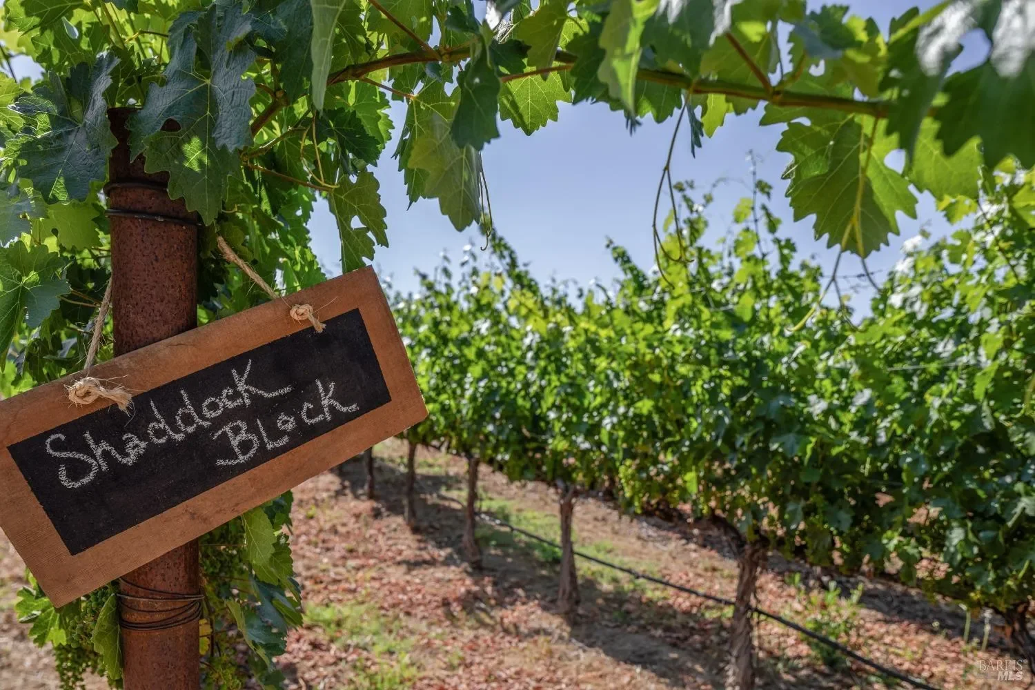 2322 Barnett Road, St. Helena, California, United States. - Photo 50