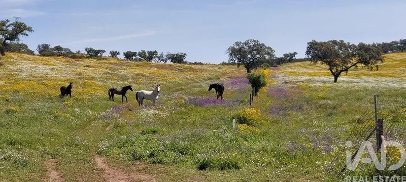 Ourique, Ourique, Beja, Ourique, Ourique, Beja District, Portugal. - Photo 26