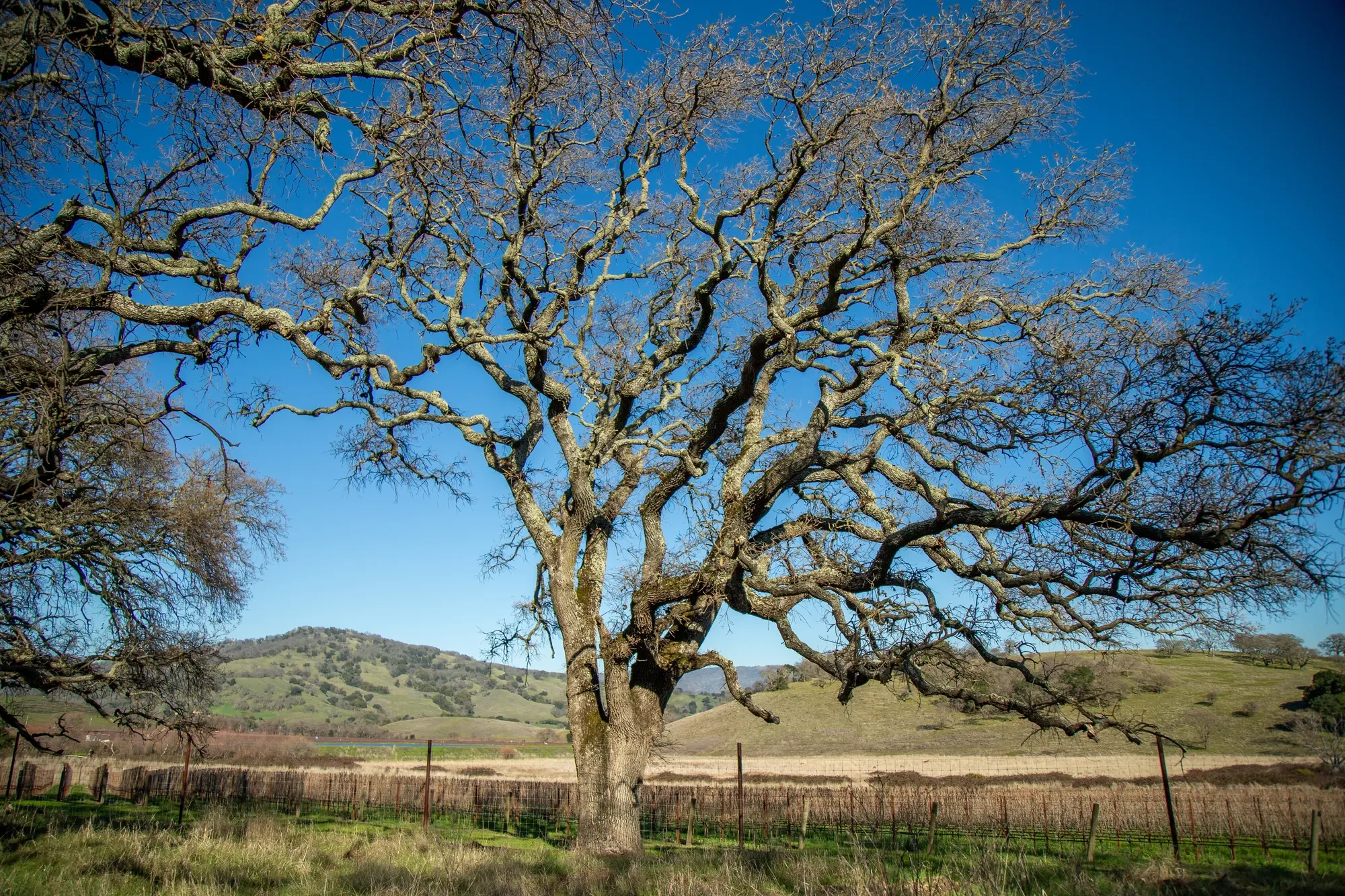 3576 Monticello Road , Napa, CA 94558, Napa, California, United States. - Photo 17