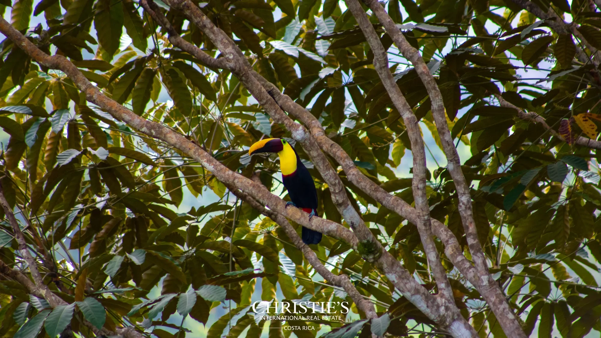 657Q+6R3, Puntarenas Province, Uvita, Costa Rica, Uvita, Puntarenas Province, Costa Rica. - Photo 43