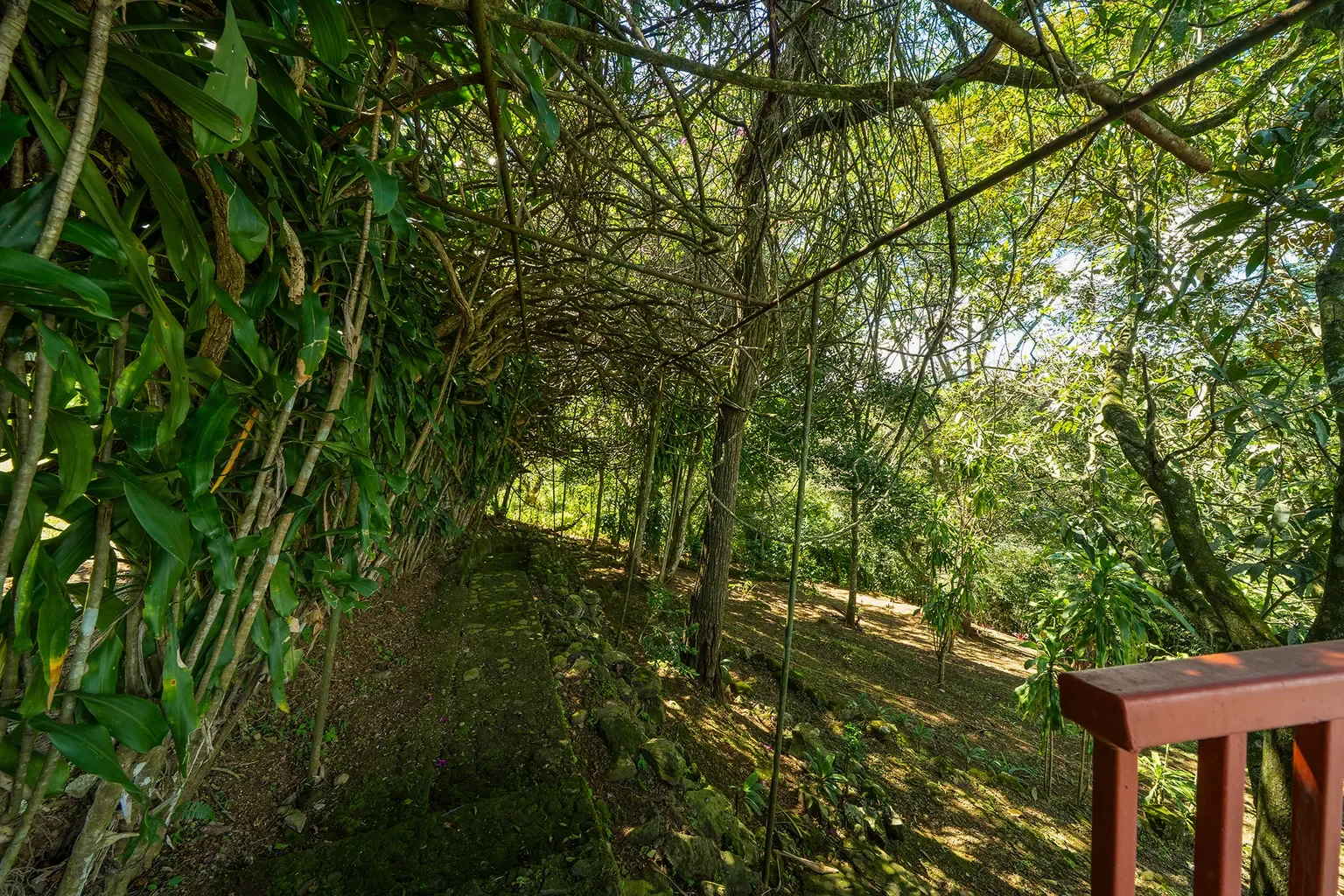 Alajuela Province, Atenas, Costa Rica, Atenas, Alajuela Province, Costa Rica. - Photo 67