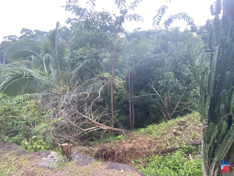 Punaauia, Punaauia, Puna'auia, Windward Islands, French Polynesia. - Photo 6